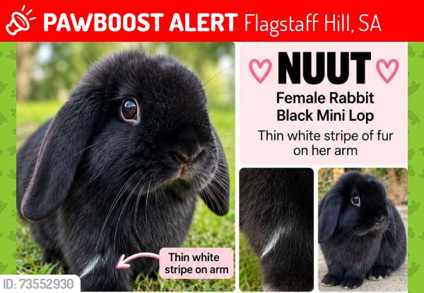 Lost Female Rabbit last seen Ran from near 90 Bellaview Rd, Flagstaff Hill, Flagstaff Hill, SA 5159