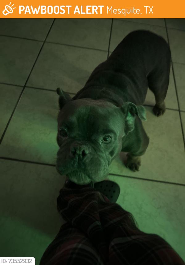 Found/Stray Female Dog last seen Near meadowlark dr, Mesquite, TX 75149
