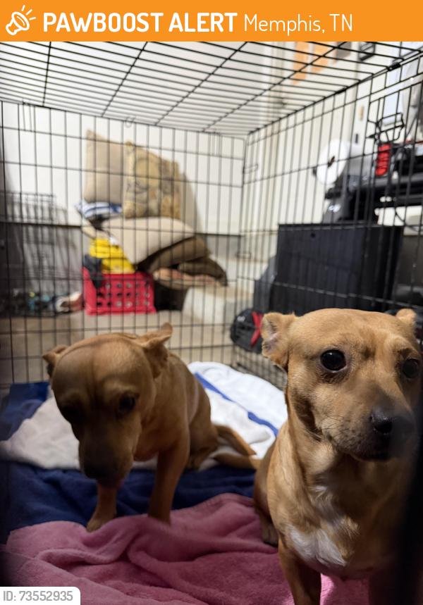 Found/Stray Unknown Dog last seen Sanga, Memphis, TN 38018