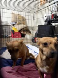 Found/Stray Unknown Dog last seen Sanga, Memphis, TN 38018