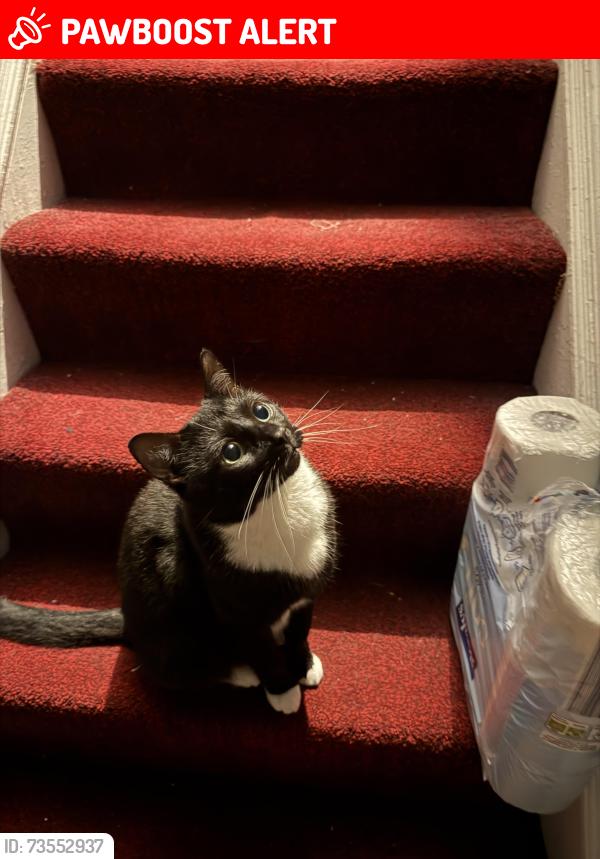 Lost Male Cat last seen just on the street, Leicestershire, England LE11 3BN