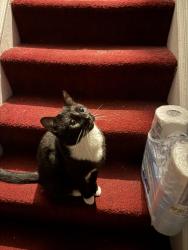 Lost Male Cat last seen just on the street, Leicestershire, England LE11 3BN