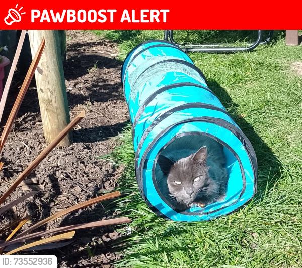 Lost Female Cat last seen Railton Avenue, Drubbery Lane, Blurton, Stoke-on-Trent, England ST3 4BW