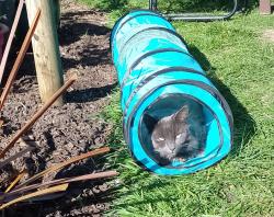 Lost Female Cat last seen Railton Avenue, Drubbery Lane, Blurton, Stoke-on-Trent, England ST3 4BW
