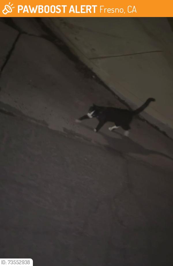 Found/Stray Male Cat last seen Near e Santa Ana Ave Fresno California, Fresno, CA 93726