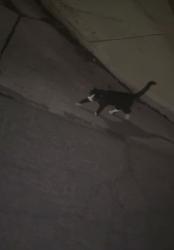 Found/Stray Male Cat last seen Near e Santa Ana Ave Fresno California, Fresno, CA 93726