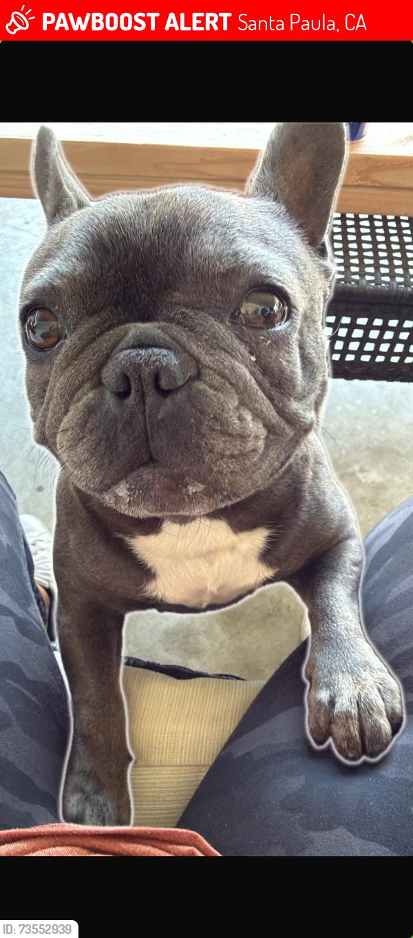 Lost Female Dog last seen Main St , W Santa Barbara St, Santa Paula, CA 93060