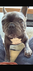 Lost Female Dog last seen Main St , W Santa Barbara St, Santa Paula, CA 93060