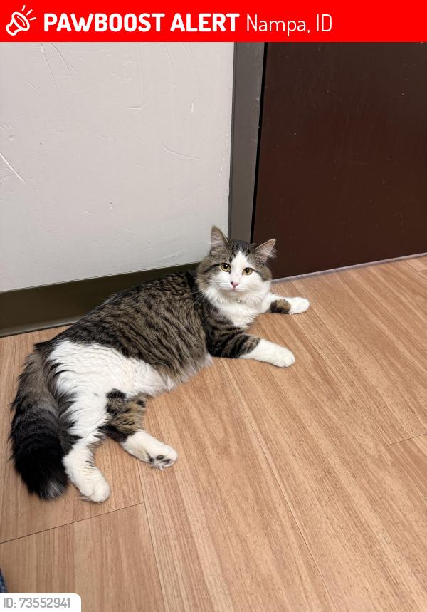 Lost Male Cat last seen Powerline and Via Toscana, Nampa, ID 83686