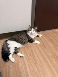 Lost Male Cat last seen Powerline and Via Toscana, Nampa, ID 83686