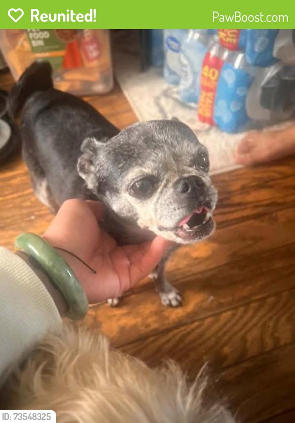Reunited Female Dog last seen Baldwin park blvd and nubia st , Baldwinpark Ca, Baldwin Park, CA 91706