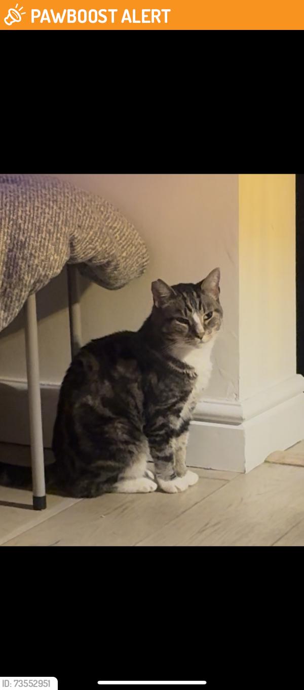 Found/Stray Unknown Cat last seen Bethnal Green station, Greater London, England E2 0BS