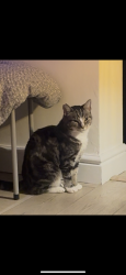 Found/Stray Unknown Cat last seen Bethnal Green station, Greater London, England E2 0BS