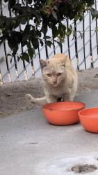Found/Stray Unknown Cat last seen E white Star and e la Palma Anaheim, Anaheim, CA 92806