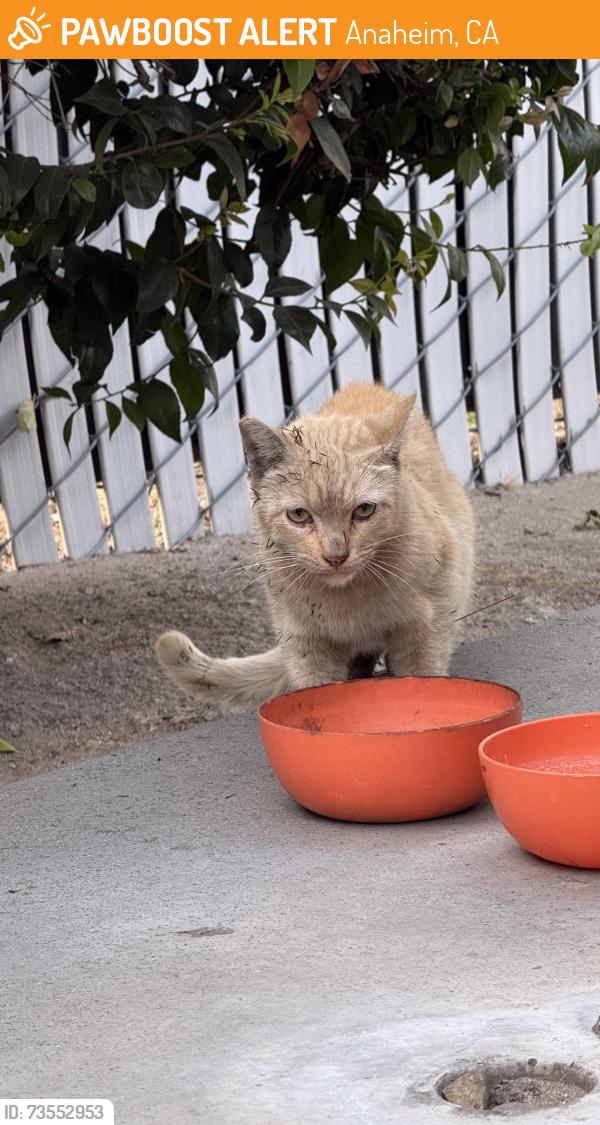 Found/Stray Unknown Cat last seen E white Star and e la Palma Anaheim, Anaheim, CA 92806