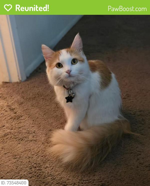 Reunited Female Cat last seen 53rd ave & Olive, Glendale, AZ 85302