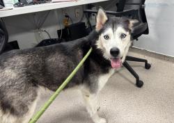 Shelter Stray Female Dog last seen Apt 9E,605 Water Street, NEW YORK, NY, 10002, 326 E 110th St, New York, NY 10029, USA
