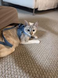 Reunited Female Cat last seen Draeger and Moraga, Moraga, CA 94556