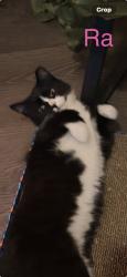 Lost Female Cat last seen Riestertown and Gywenbrook, Owings Mills, MD 21117