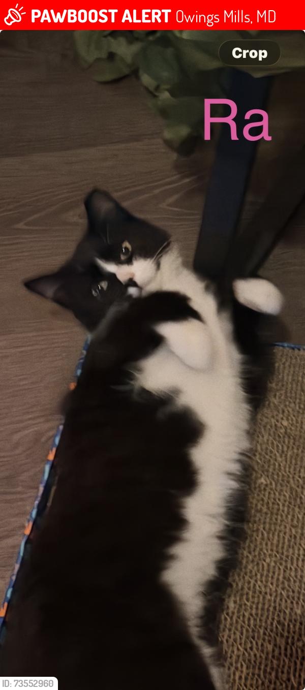 Lost Female Cat last seen Riestertown and Gywenbrook, Owings Mills, MD 21117