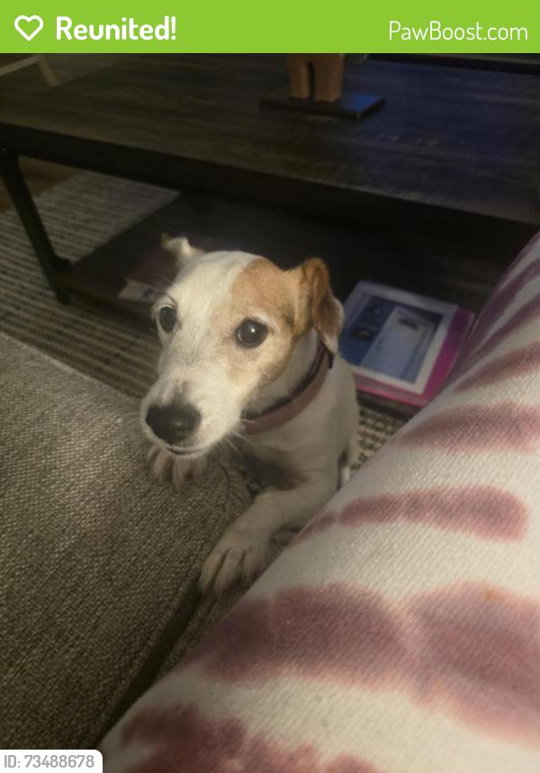 Reunited Female Dog last seen Kirkwood street & 6th street, Abilene, TX 79603