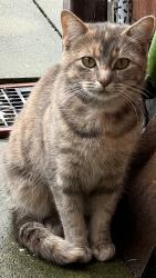 Found/Stray Female Cat last seen Mayford Road, Levenshulme, England 