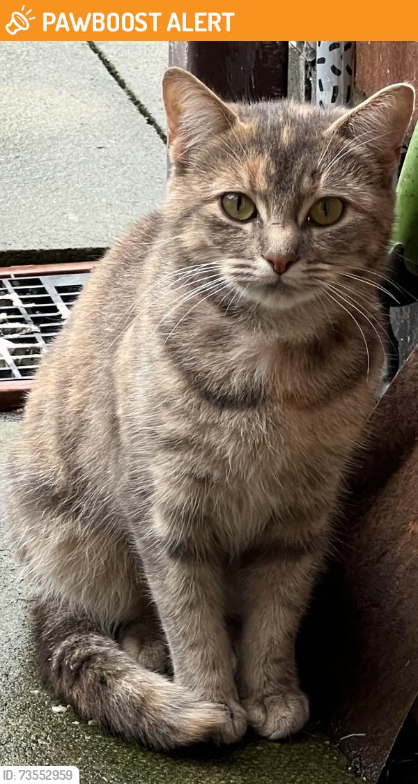 Found/Stray Female Cat last seen Mayford Road, Levenshulme, England 
