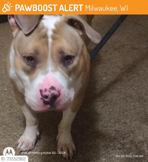 Found/Stray Male Dog last seen South side Milwaukee, Milwaukee, WI 53204