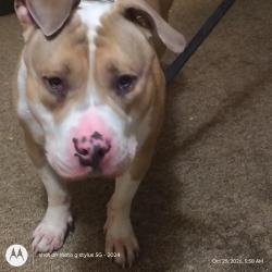 Found/Stray Male Dog last seen South side Milwaukee, Milwaukee, WI 53204