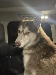 Found/Stray Female Dog last seen East Lake Elementary school, Orlando, FL 32826