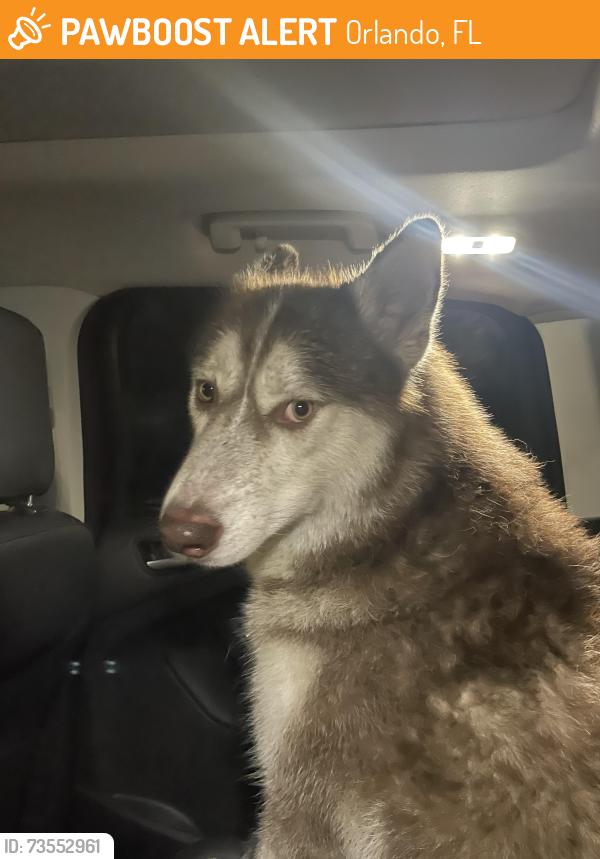 Found/Stray Female Dog last seen East Lake Elementary school, Orlando, FL 32826