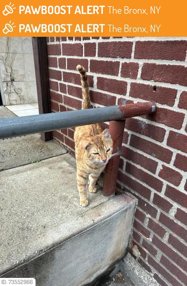 Found/Stray Male Cat last seen University Ave, The Bronx, NY 10462
