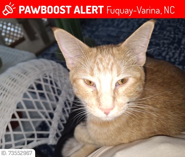 Lost Male Cat last seen Old Adam's Rd, Fuquay-Varina, NC 27526