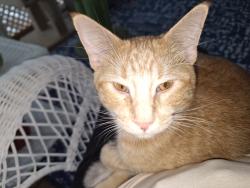 Lost Male Cat last seen Old Adam's Rd, Fuquay-Varina, NC 27526