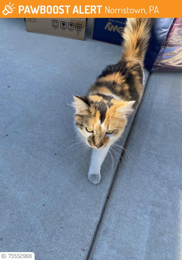 Found/Stray Unknown Cat last seen Noble and west James st. Norristown, Norristown, PA 19401