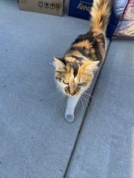 Found/Stray Unknown Cat last seen Noble and west James st. Norristown, Norristown, PA 19401