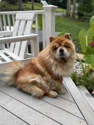 Reunited Female Dog last seen Near Westtown rd, West Chester, PA 19382