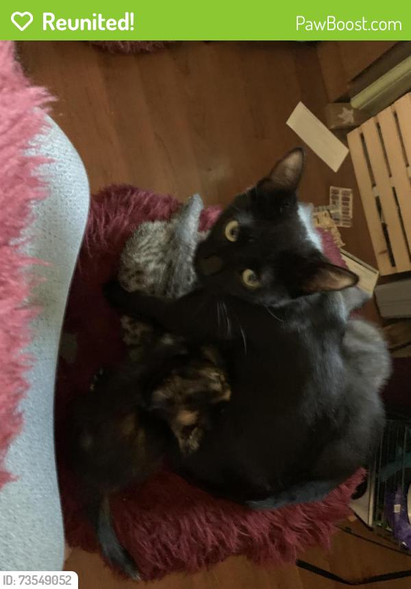 Reunited Female Cat last seen Russell way, Lynnwood Wa 98087, Lynnwood, WA 98087