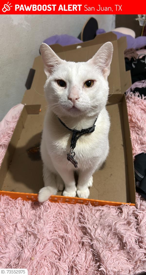 Lost Male Cat last seen Near juan balli rd,san juan,tx, San Juan, TX 78589