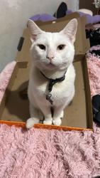 Lost Male Cat last seen Near juan balli rd,san juan,tx, San Juan, TX 78589