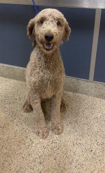 Shelter Stray Female Dog last seen Near BLOCK ALBENGA AVE, 3599 NW 79th Ave, Doral, FL 33122, USA