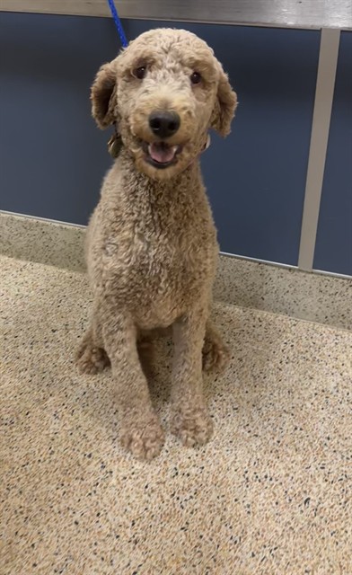 Shelter Stray Female Dog last seen Near BLOCK ALBENGA AVE, 3599 NW 79th Ave, Doral, FL 33122, USA