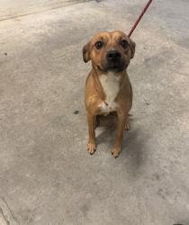 Shelter Stray Male Dog last seen Near BLOCK SW 122 AVE, 3599 NW 79th Ave, Doral, FL 33122, USA