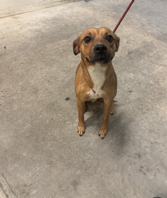 Shelter Stray Male Dog last seen Near BLOCK SW 122 AVE, 3599 NW 79th Ave, Doral, FL 33122, USA