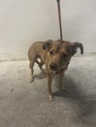 Shelter Stray Male Dog last seen Near BLOCK SW 122 AVE, 3599 NW 79th Ave, Doral, FL 33122, USA