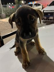 Shelter Stray Female Dog last seen Near BLOCK BIRD RD, 3599 NW 79th Ave, Doral, FL 33122, USA