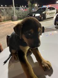 Shelter Stray Male Dog last seen Near BLOCK BIRD RD, 3599 NW 79th Ave, Doral, FL 33122, USA