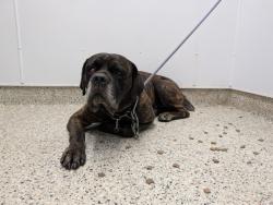 Shelter Stray Male Dog last seen Near BLOCK BRINGARD DR, DETROIT MI 48205, 1431 E Ferry St, Detroit, MI 48211, USA