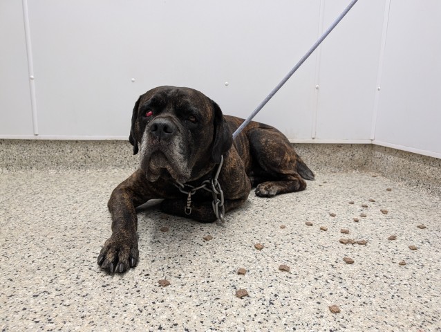 Shelter Stray Male Dog last seen Near BLOCK BRINGARD DR, DETROIT MI 48205, 1431 E Ferry St, Detroit, MI 48211, USA