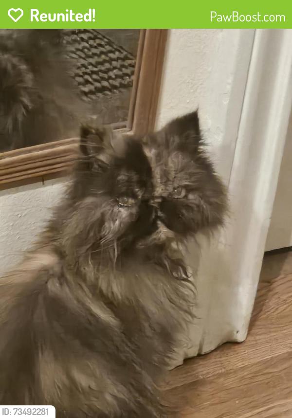 Reunited Female Cat last seen McArthur Drive, Waco, TX 76708